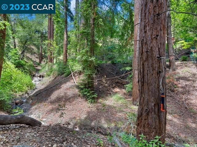 9 Redwood Circle Lafayette, CA 94549 - Photo 34 of 36 a view of a yard with plants and trees