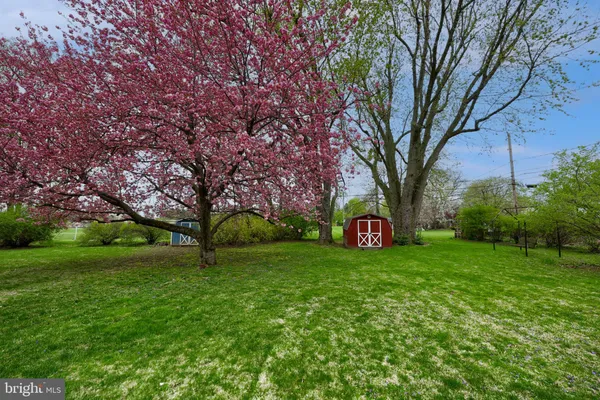 a view of a trees with a big yard