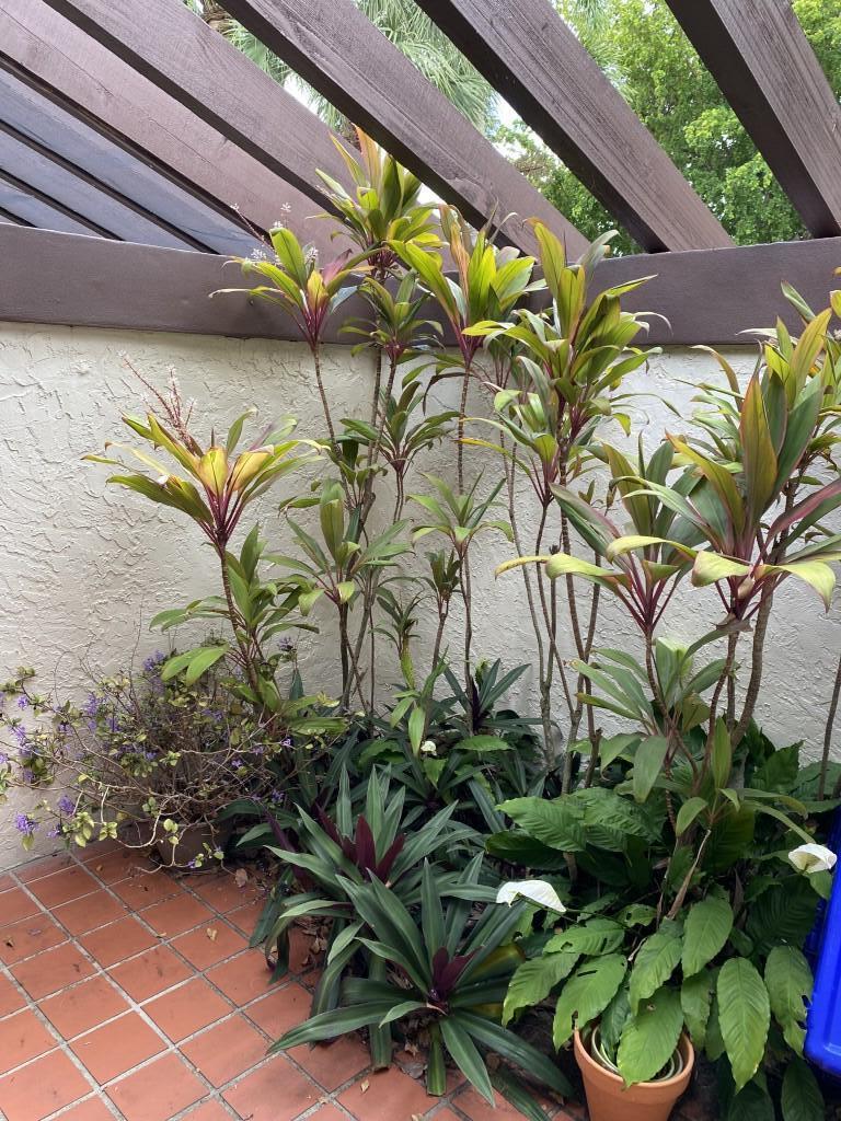 3584 Wash Road, Unit A Lake Worth, FL 33467 - Photo 26 of 31 Greenery on Atrium