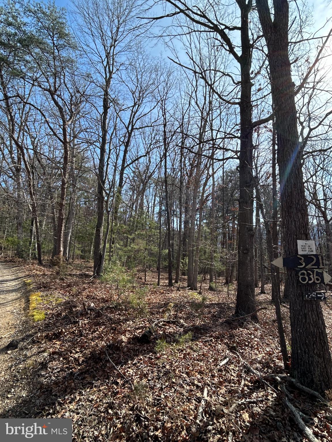 301 Abbotts Lane Rileyville, VA 22650 - Photo 2 of 9 a view of a yard with lots of trees