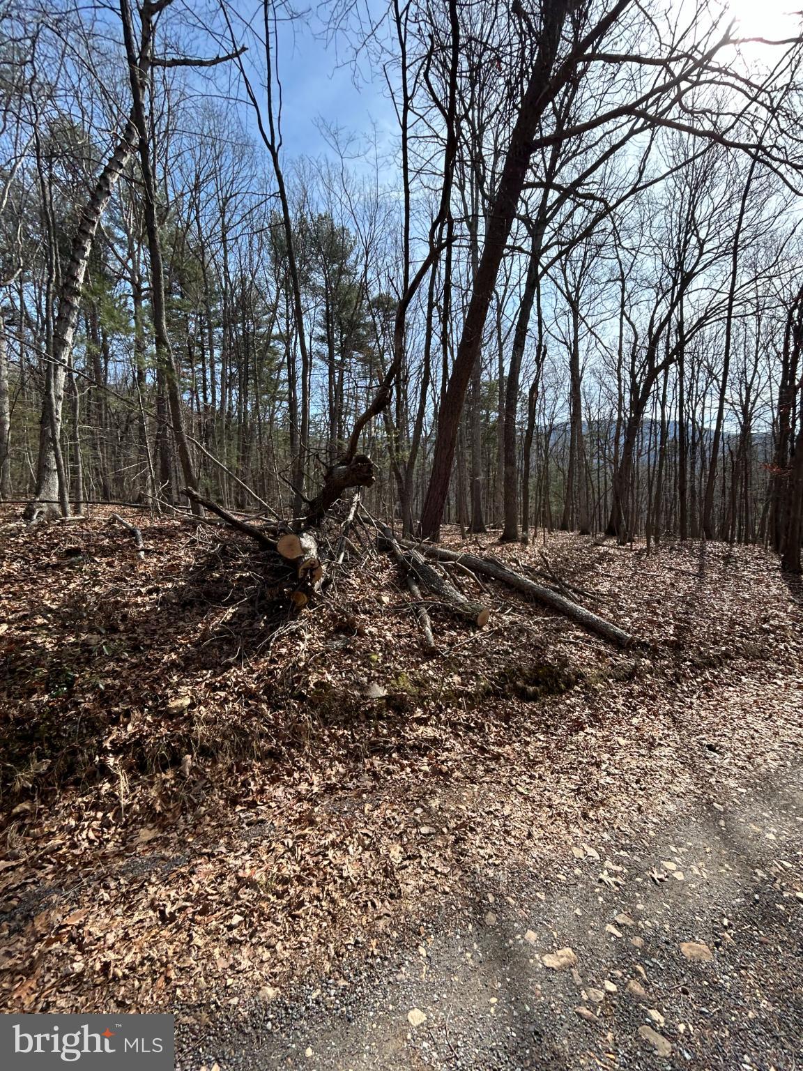 301 Abbotts Lane Rileyville, VA 22650 - Photo 3 of 9 a view of a backyard with large trees