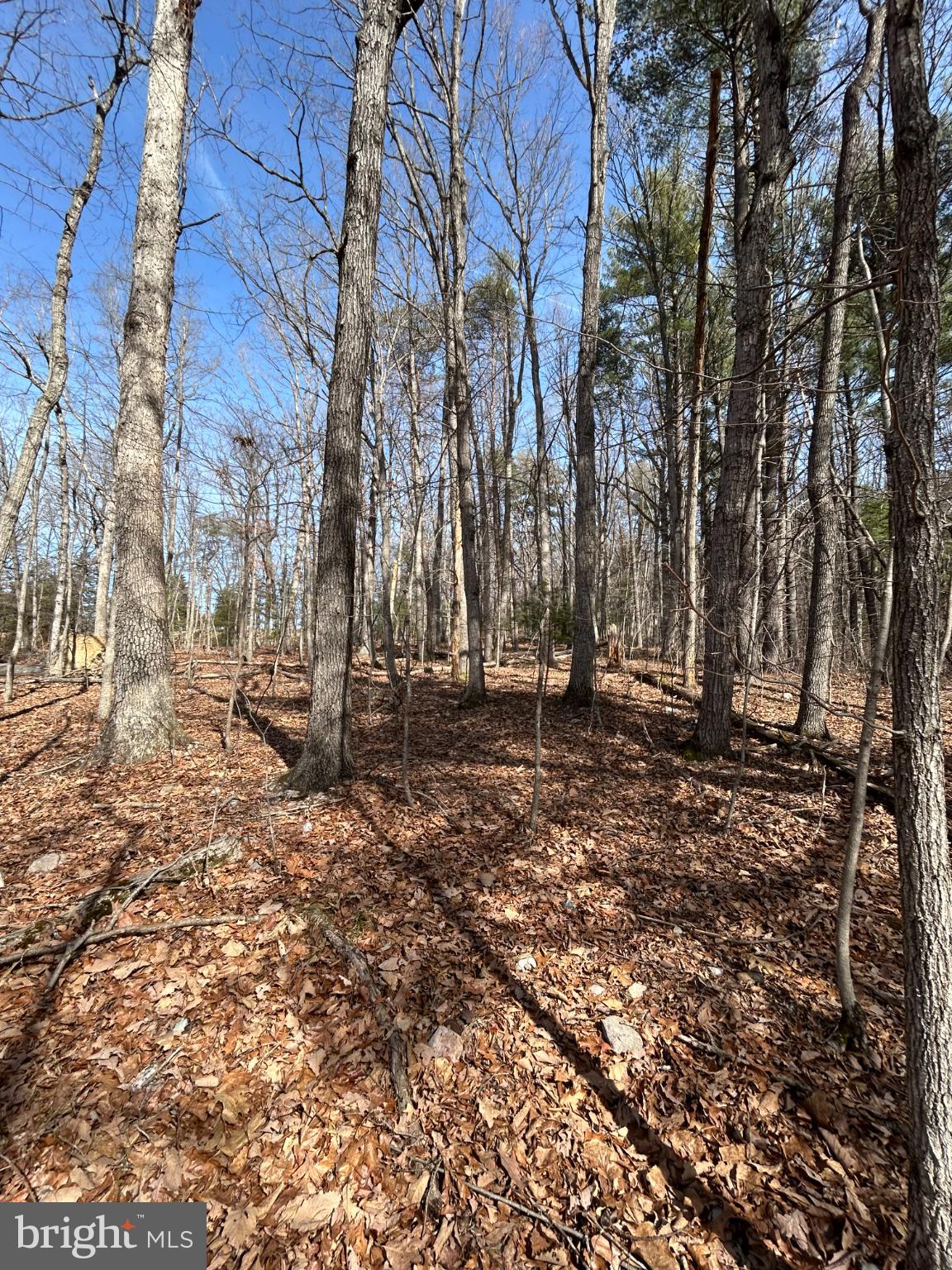 301 Abbotts Lane Rileyville, VA 22650 - Photo 4 of 9 a backyard of a house with lots of green space
