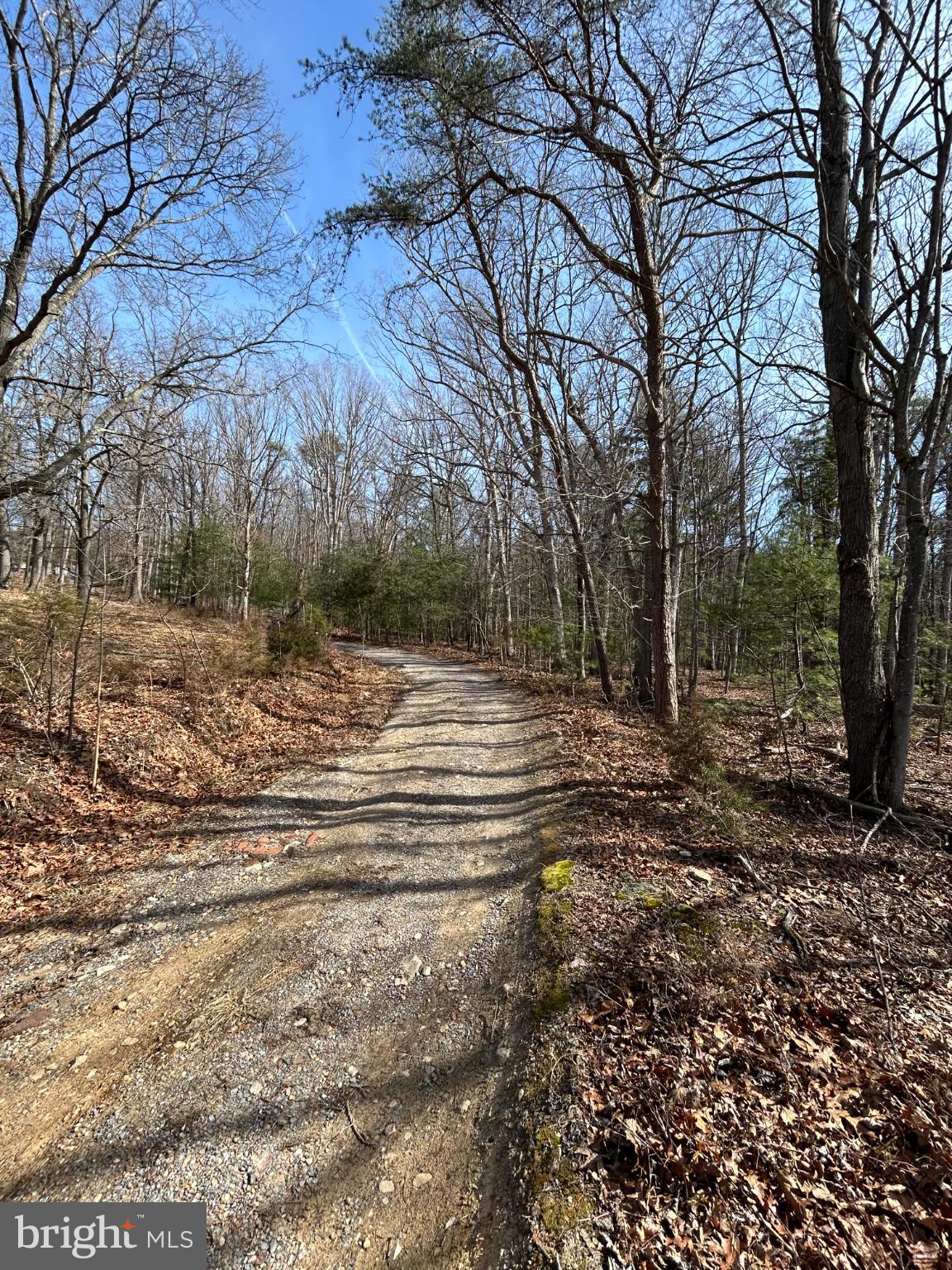 301 Abbotts Lane Rileyville, VA 22650 - Photo 5 of 9 a view of outdoor space with trees