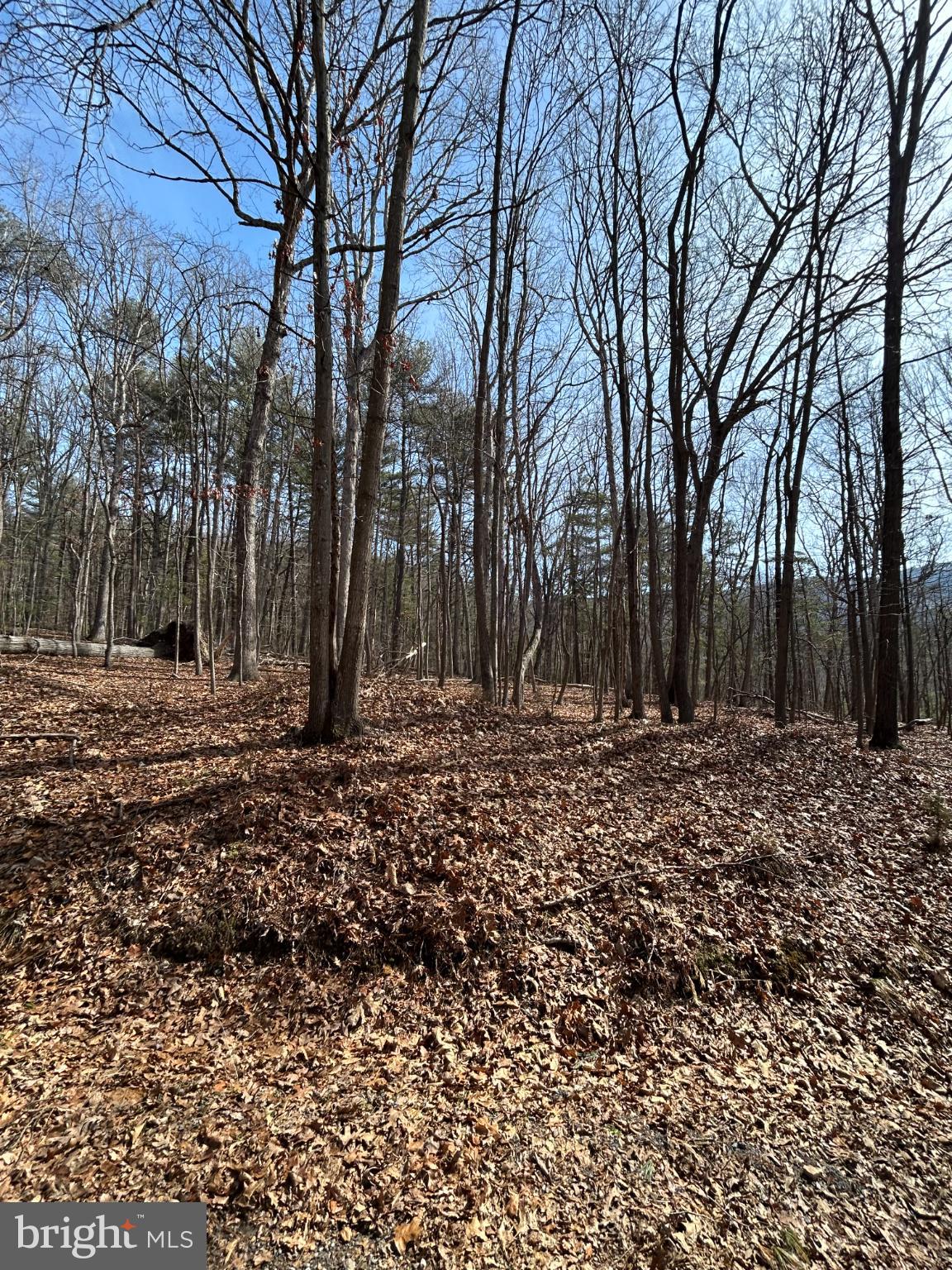 301 Abbotts Lane Rileyville, VA 22650 - Photo 6 of 9 a view of outdoor space with trees
