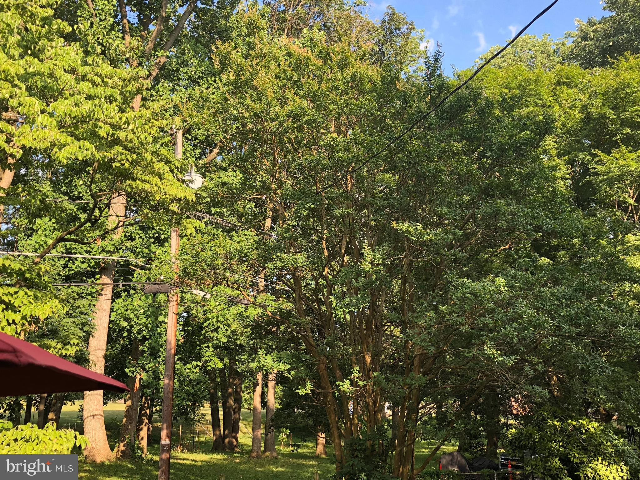 7225 Lanark Road Baltimore, MD 21212 - Photo 58 of 60 View of Park in Summer from your deck