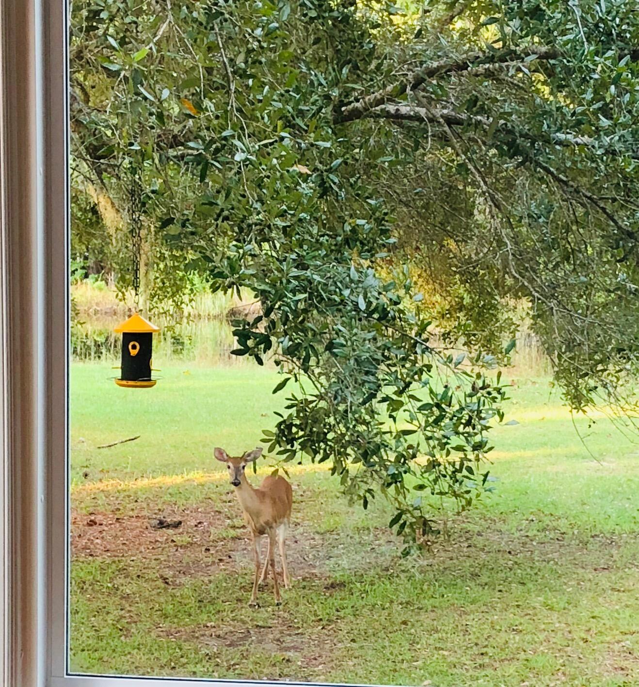 1622 Palmers Bridge Road McClellanville, SC 29458 - Photo 25 of 59 Deer 1