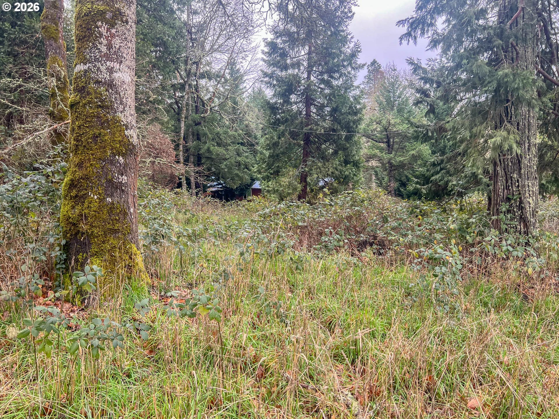1698 Doerner Road Roseburg, OR 97471 - Photo 11 of 18 a view of a yard with plants and wooden bench