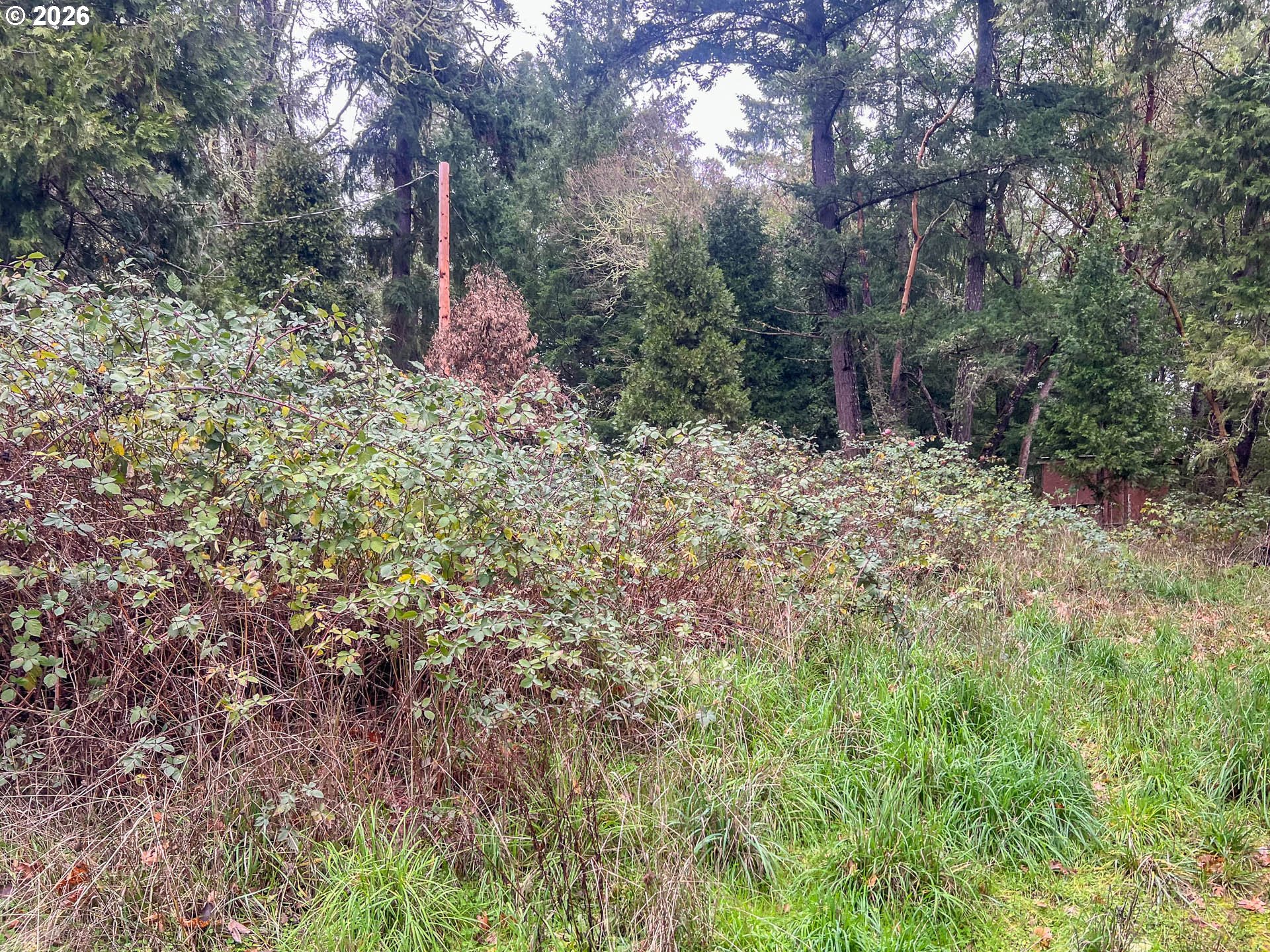 1698 Doerner Road Roseburg, OR 97471 - Photo 10 of 18 a big yard with lots of green space and plants