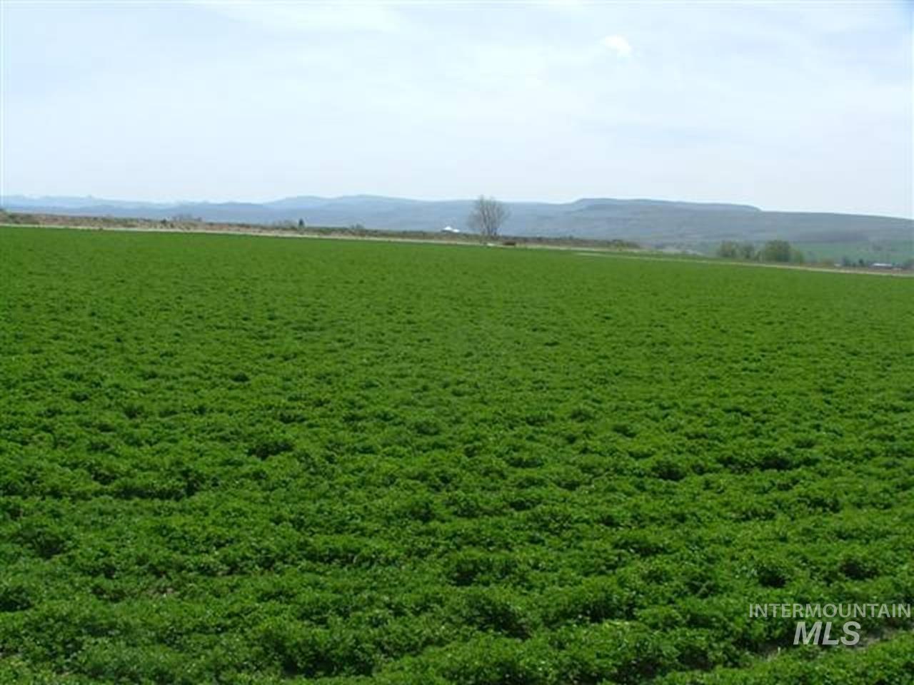 721 Mendiola Road Nyssa, OR 97913 - Photo 12 of 16 Expansive field with green vegetation and distant hills