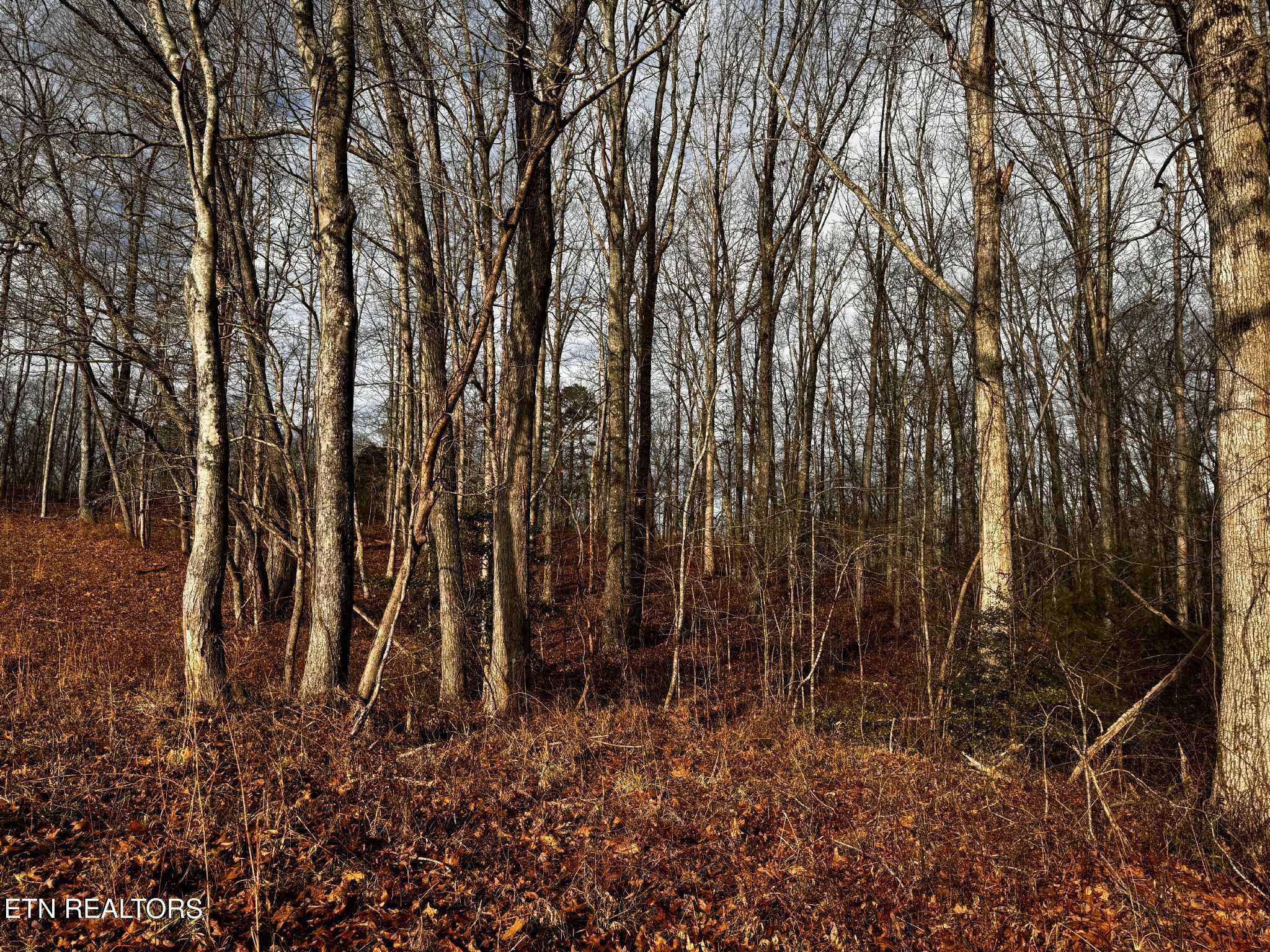 Smith Mountain Road Rockwood, TN 37854 - Photo 17 of 19 96019753-84f8-4fb3-9e2f-da754578b979