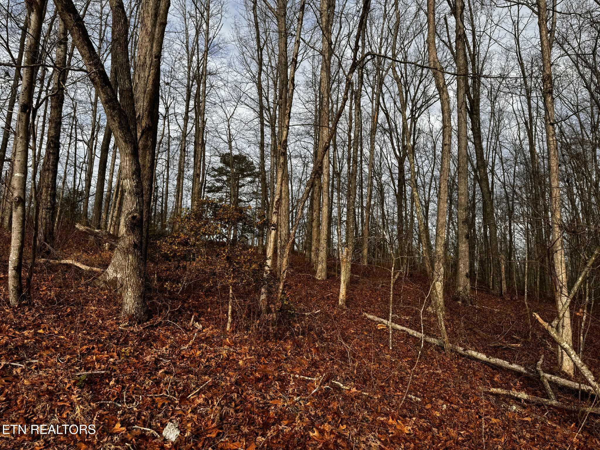 Smith Mountain Road Rockwood, TN 37854 - Photo 18 of 19 4dbb309f-07d9-4640-b14b-8f421135cf03