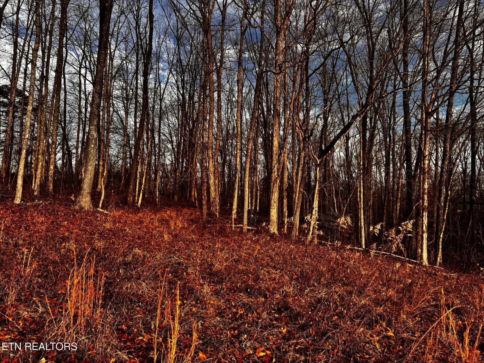 Smith Mountain Road Rockwood, TN 37854 - Photo 8 of 19 d918b4c4-d2bf-4755-8fb1-432719312464