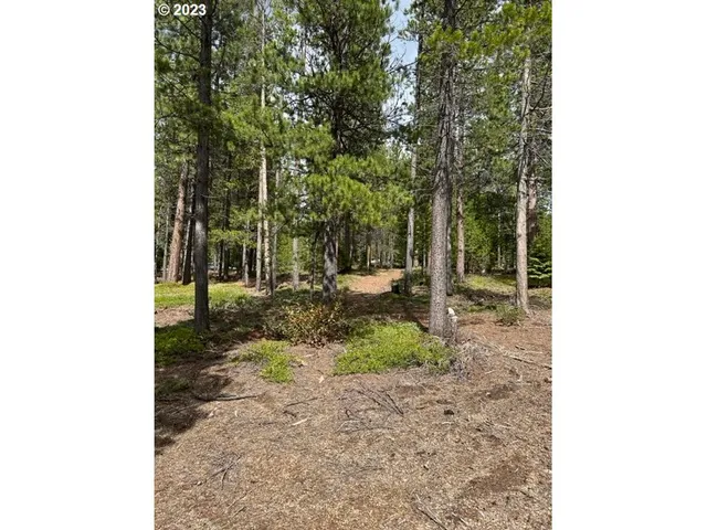 a view of a yard with plants and trees