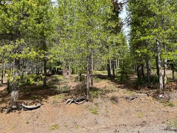a view of a yard with plants and trees