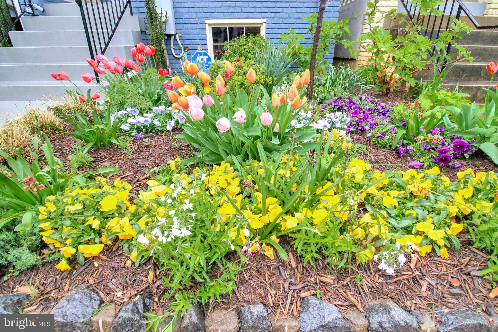 239 11th Street Southeast Washington, DC 20003 - Photo 4 of 53 a flower view