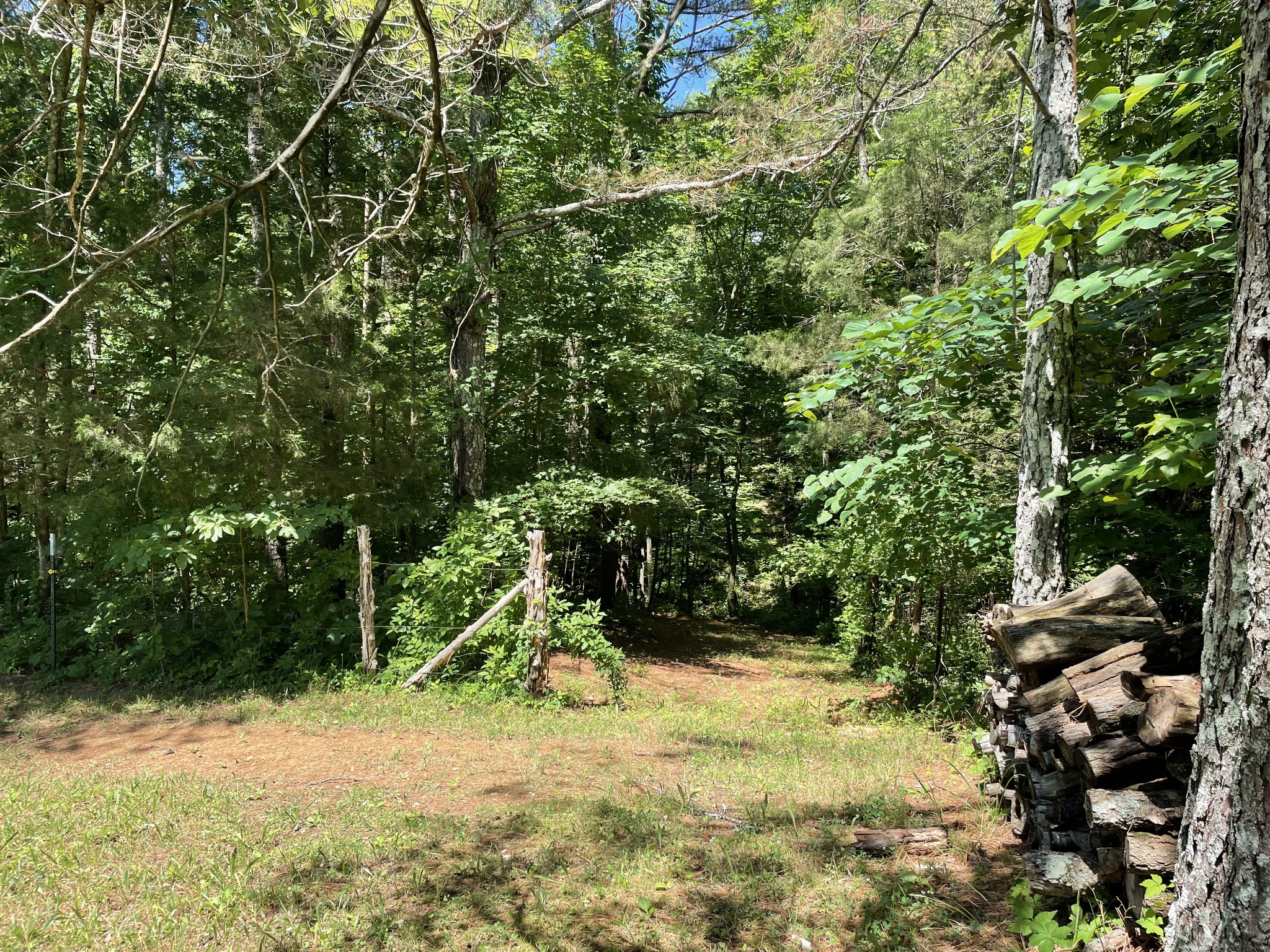 850 Providence Road Lebanon, TN 37087 - Photo 28 of 55 a view of a yard with plants and tree