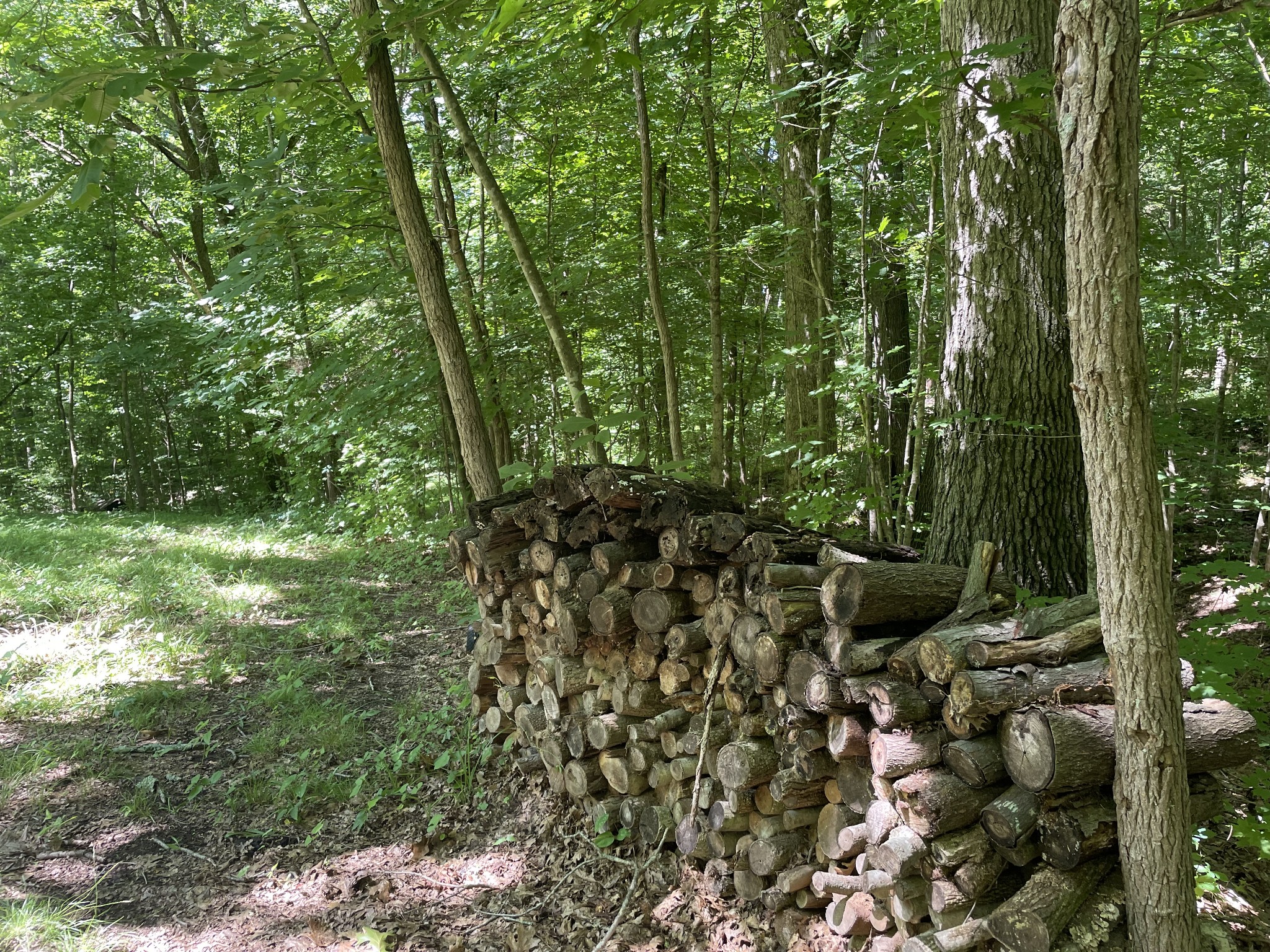 850 Providence Road Lebanon, TN 37087 - Photo 29 of 55 a view of a forest with a tree