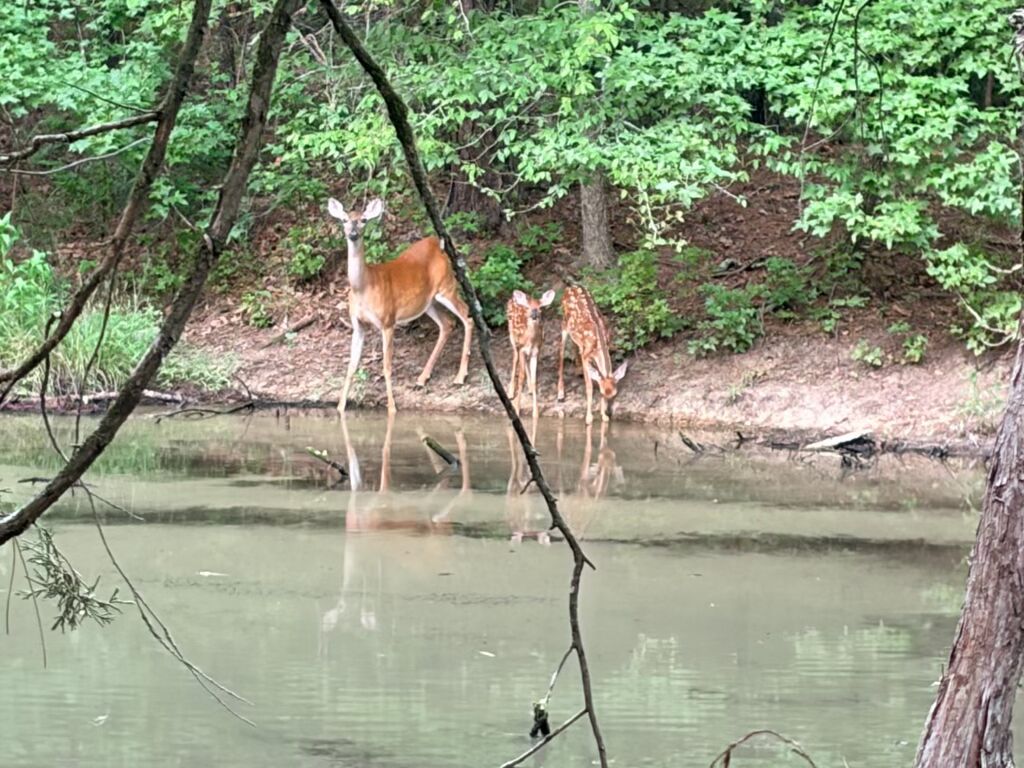 52 Old Hickory Road Hattieville, AR 72063 - Photo 5 of 35 Beautiful Wildlife
