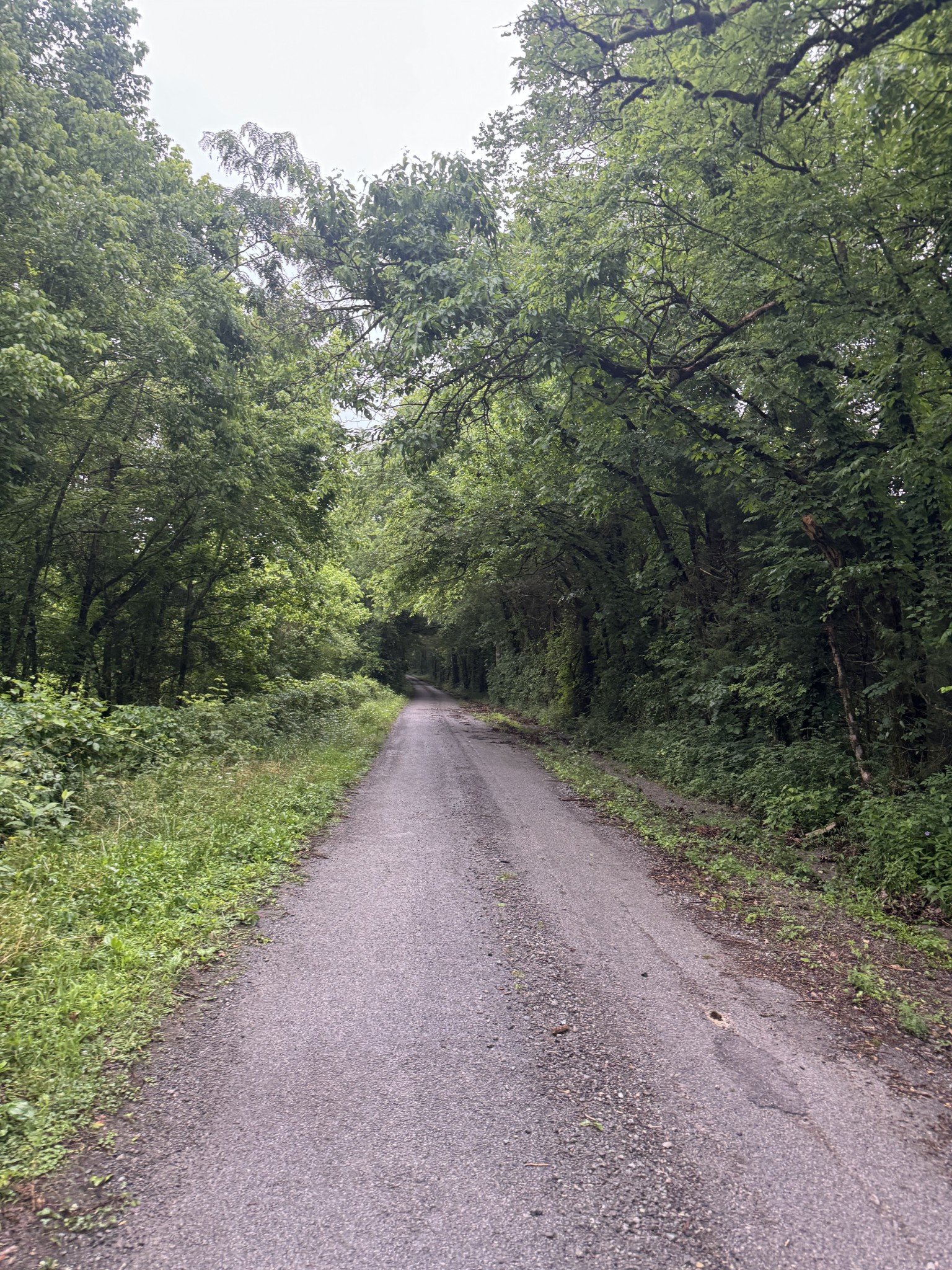 197 Blue Smith Road Petersburg, TN 37144 - Photo 15 of 29 a view of a dirt road with trees in the background