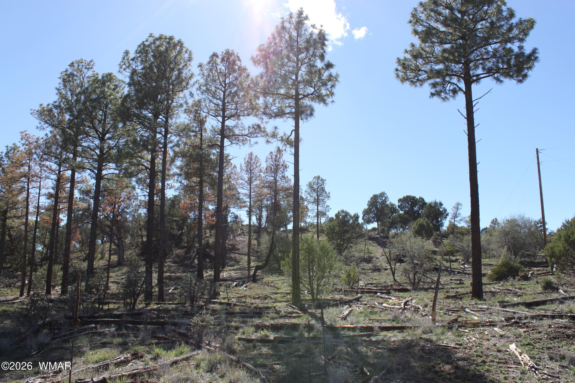 1663 Cactus Flower Road Show Low, AZ 85901 - Photo 2 of 23 Pines
