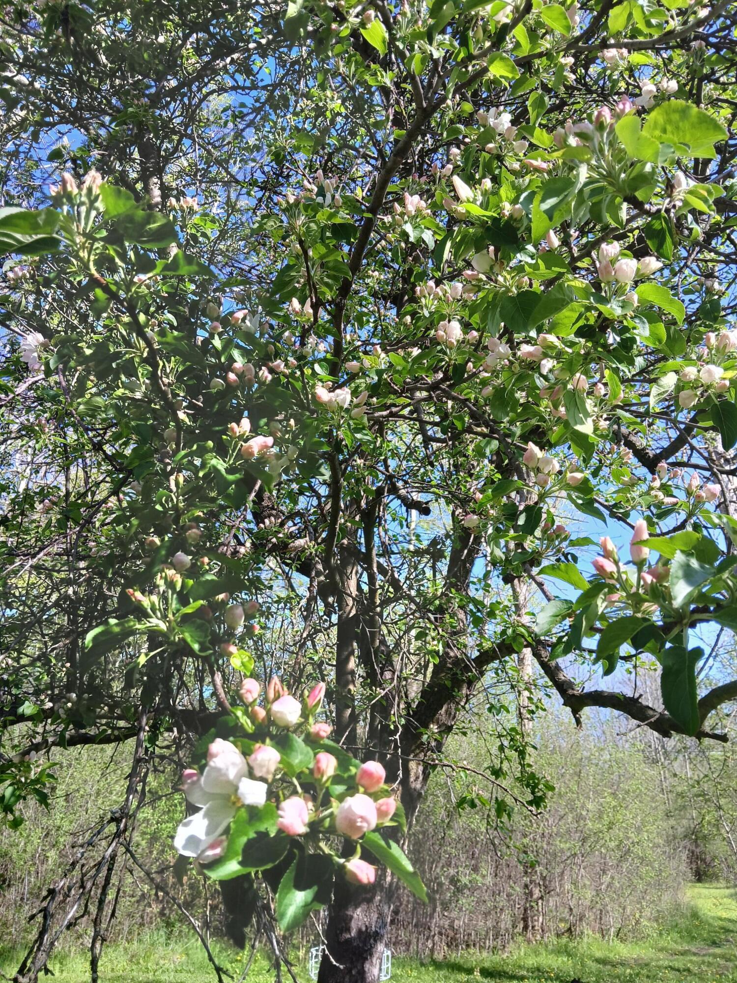 1115 Greendale Road Sheboygan, WI 53081 - Photo 37 of 49 Crab Apples