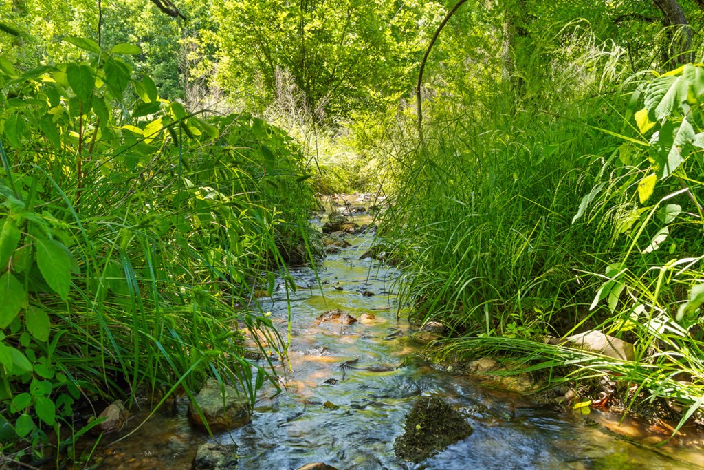 Lot 12 Squirrel Hunt Road Blairsville, GA 30512 - Photo 18 of 23