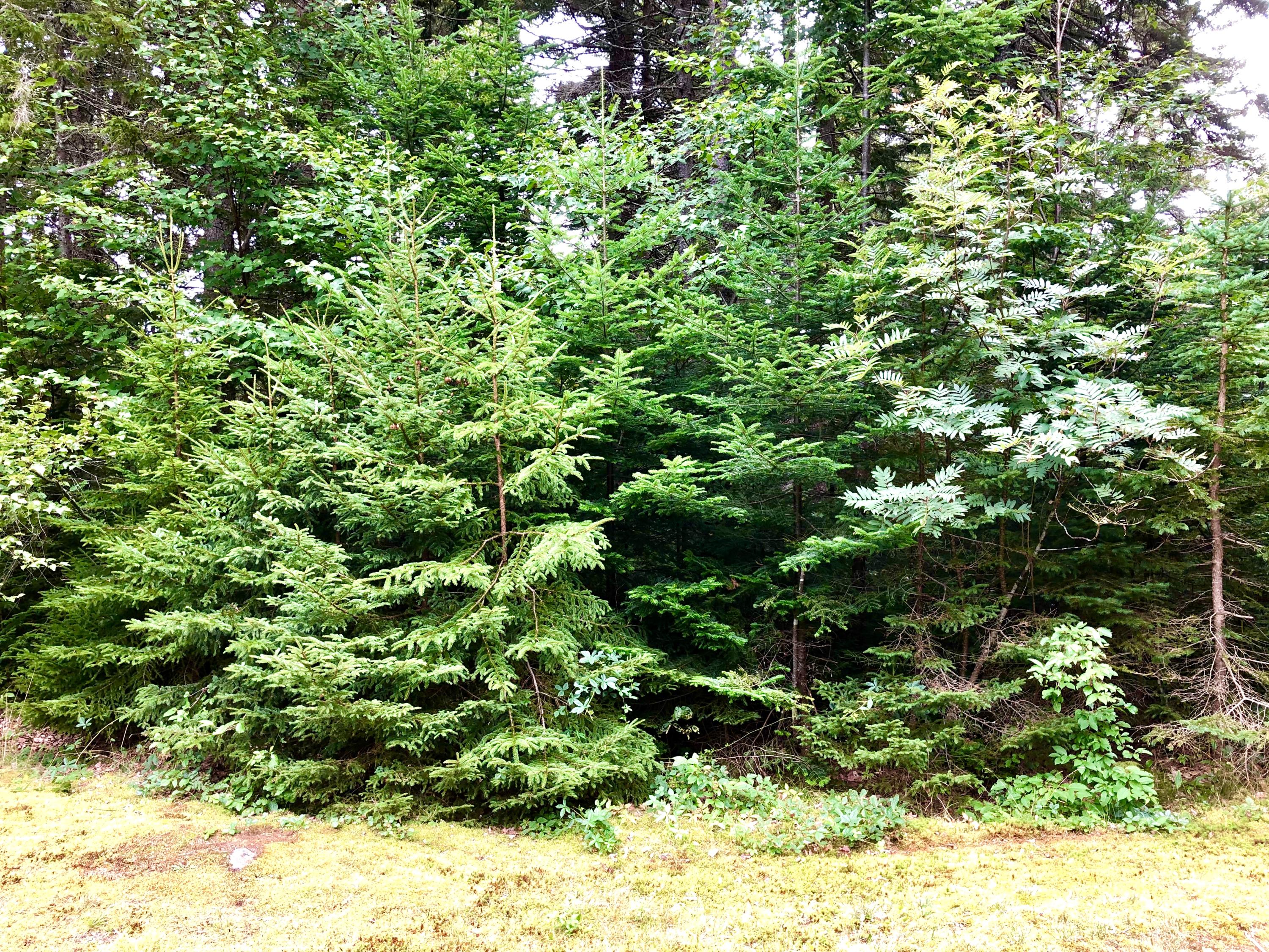 4 Lyford Road Bernard, ME 04612 - Photo 41 of 49 Land