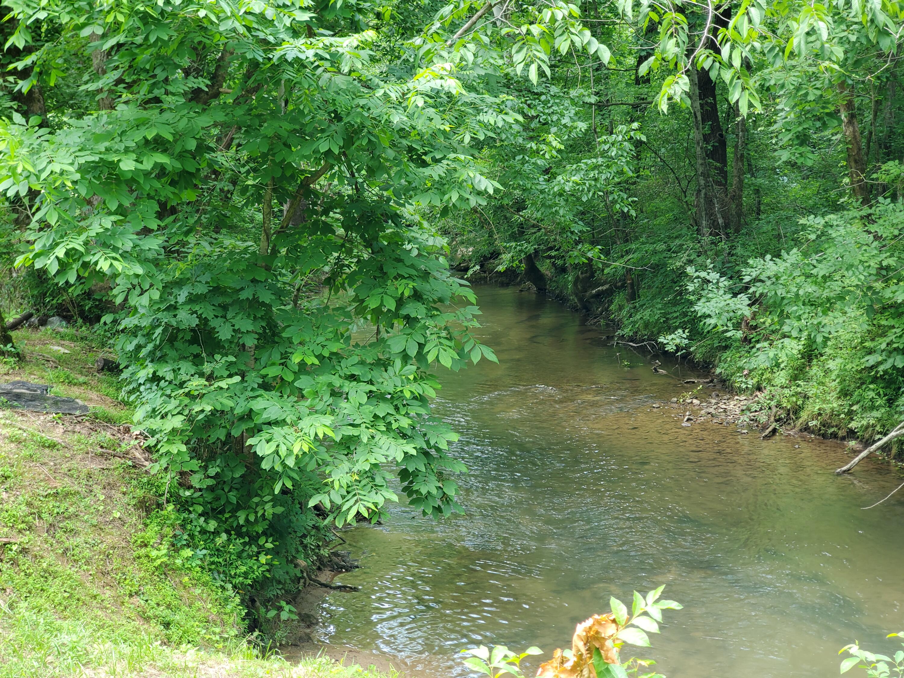 740 Cartwheel Road Greeneville, TN 37743 - Photo 74 of 102 20220606_131213