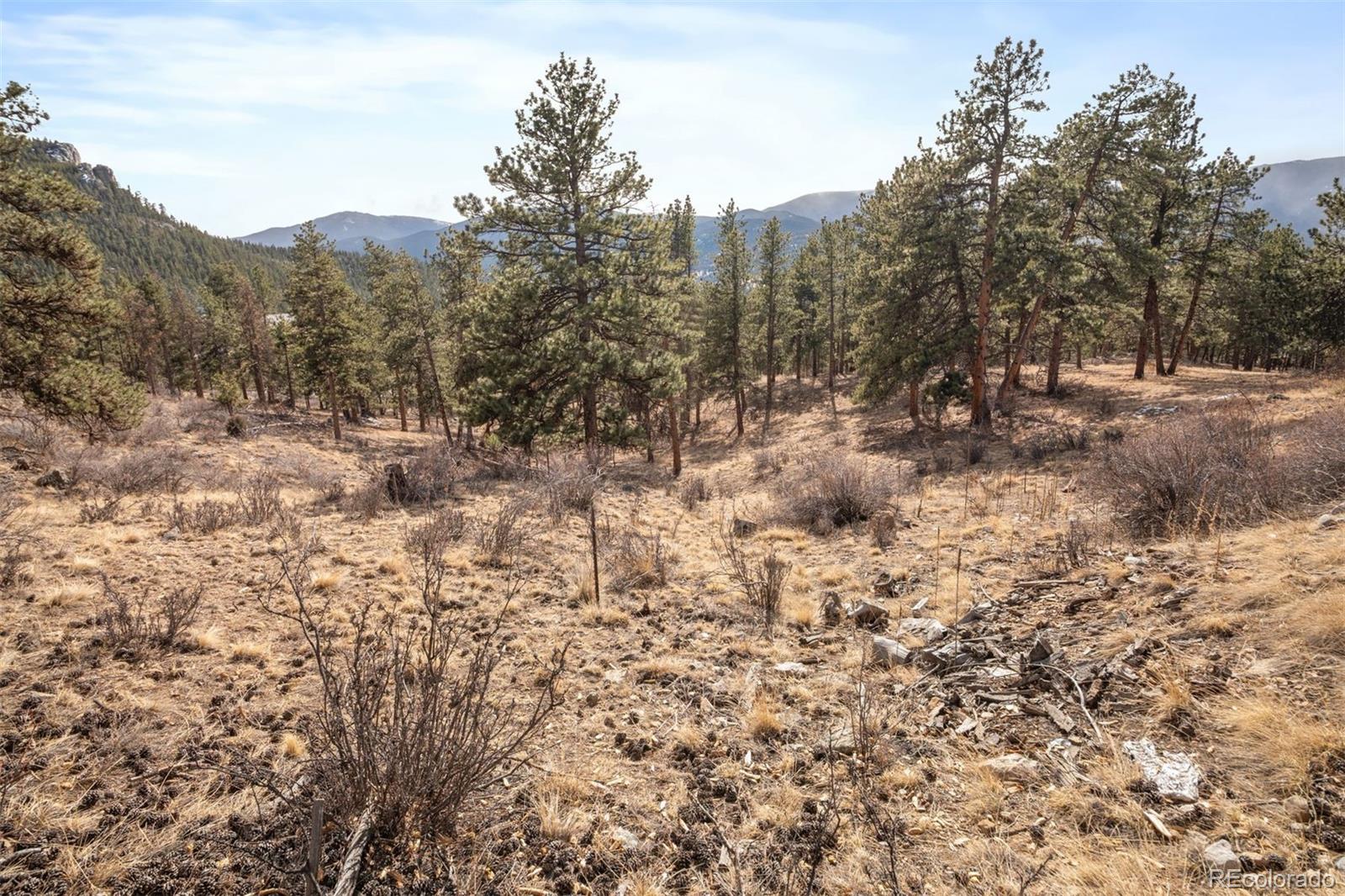 260 Bailey Drive Bailey, CO 80421 - Photo 11 of 15 a view of a forest with trees in the background