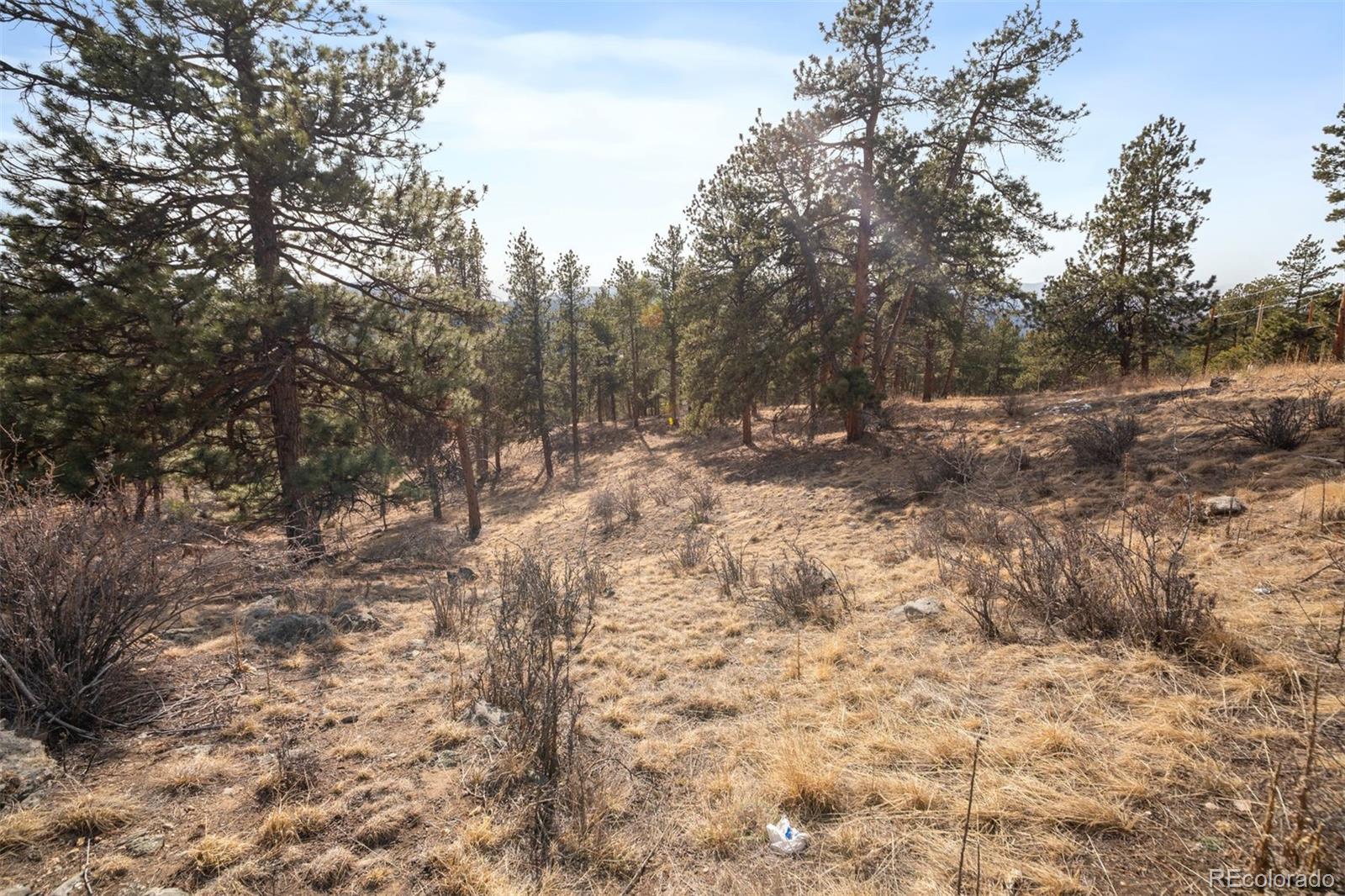 260 Bailey Drive Bailey, CO 80421 - Photo 10 of 15 a view of a yard with trees