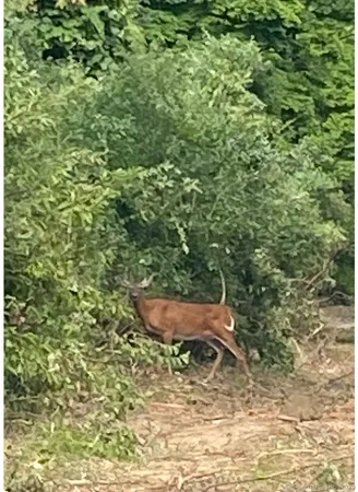 a view of a backyard of a house