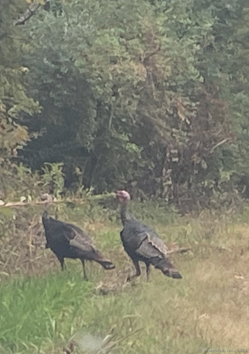 0 Zola Road Amston, CT 06231 - Photo 10 of 12 a backyard of a house