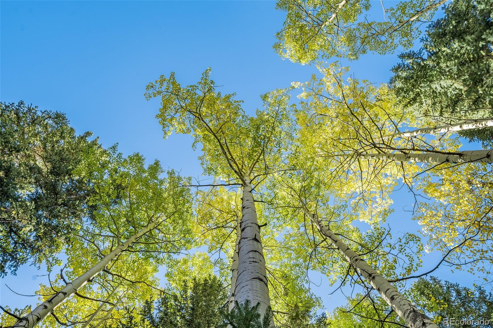 2901 Mill Creek Road Dumont, CO 80436 - Photo 29 of 35