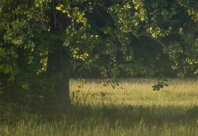 $1,700,000 | Tbd Tbd Dogwood Lane, Doniphan, MO 63935