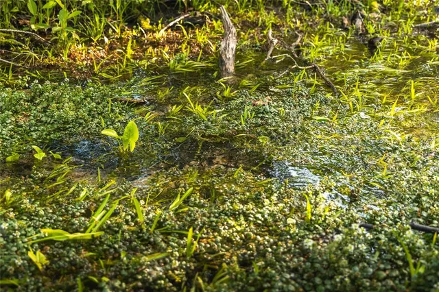 $1,700,000 | Tbd Tbd Dogwood Lane, Doniphan, MO 63935