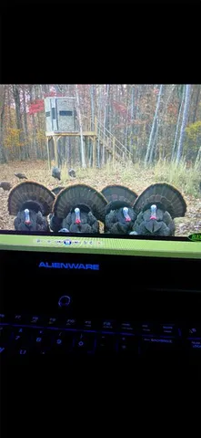 $1,700,000 | Tbd Tbd Dogwood Lane, Doniphan, MO 63935