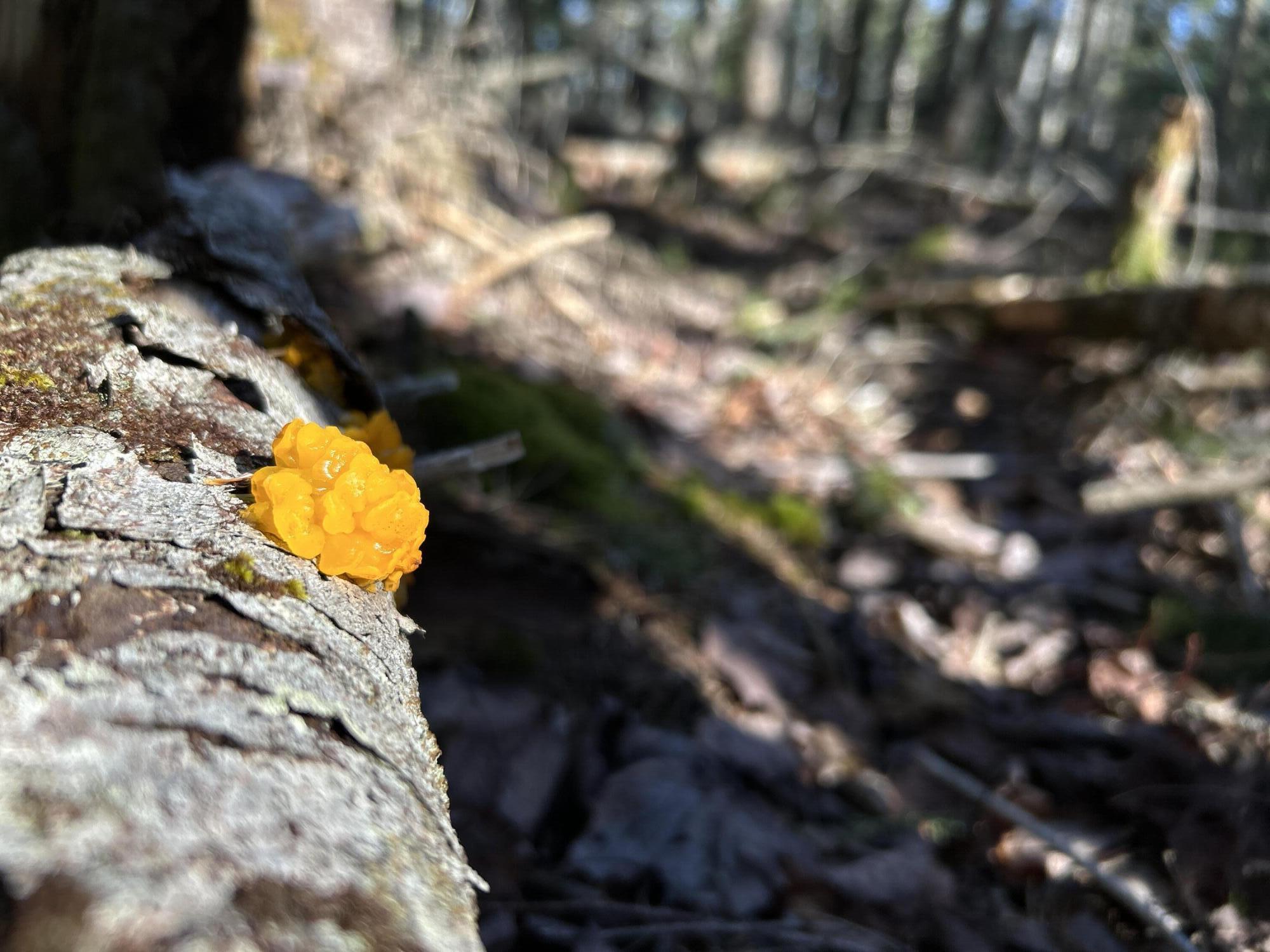 Map5-lot1 Silvers Mills Road Sangerville, ME 04479 - Photo 27 of 33