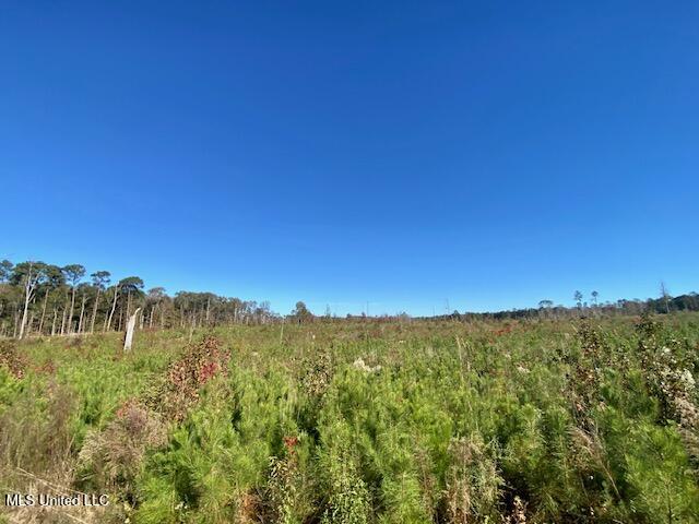 0 Robert Jones Road Summit, MS 39666 - Photo 16 of 21 IMG_5746