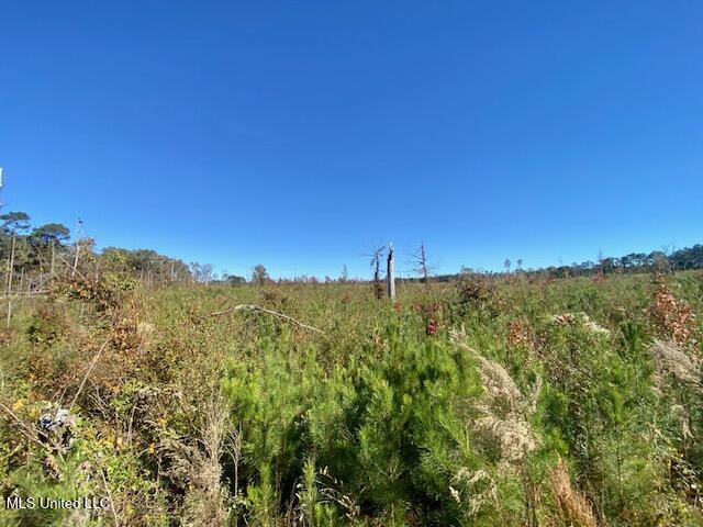0 Robert Jones Road Summit, MS 39666 - Photo 18 of 21 IMG_5748