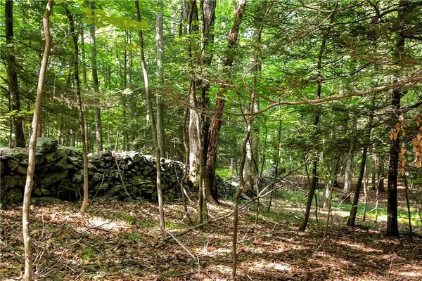 a view of a forest with a tree