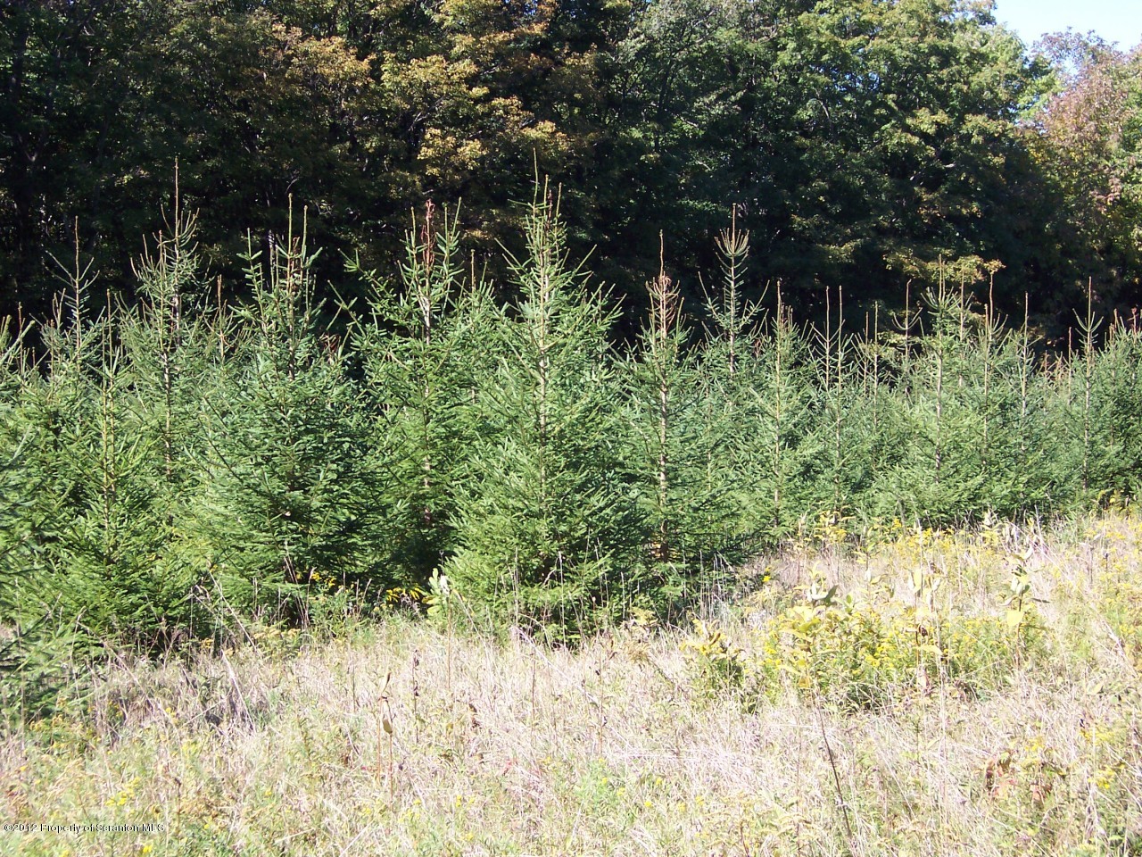 655 Thorn Hill Road Thompson, PA 18465 - Photo 8 of 9 Spruce Tree Plantation