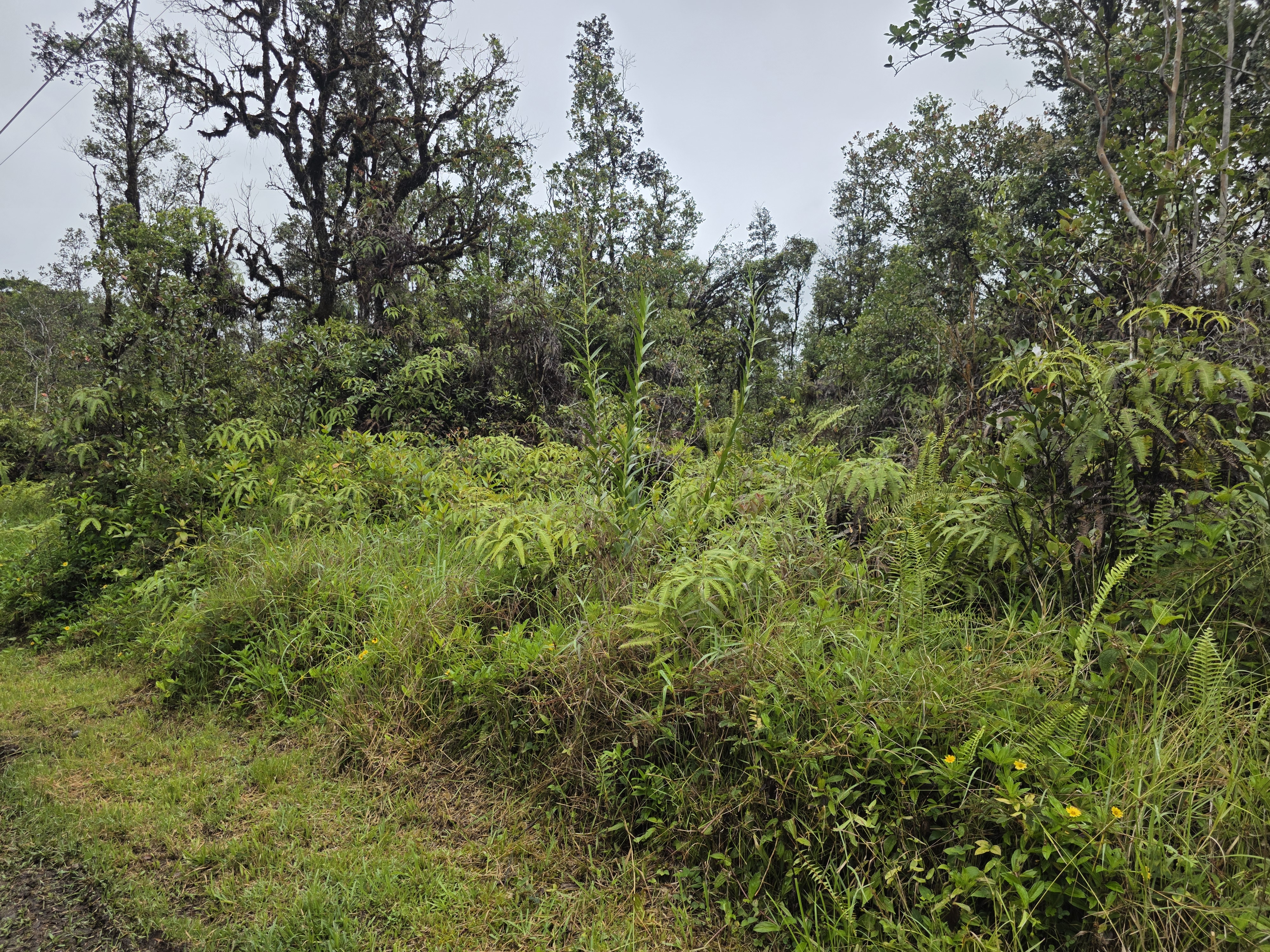 3054 Hopue Road Mountain View, HI 96771 - Photo 6 of 7