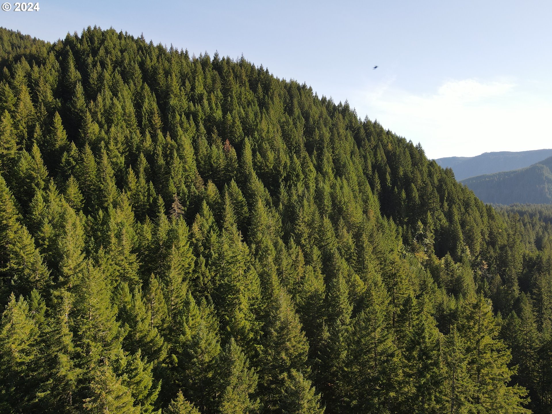 Cedar Creek Road Carson, WA 98610 - Photo 4 of 12 a view of a lush green forest with a mountain in the background
