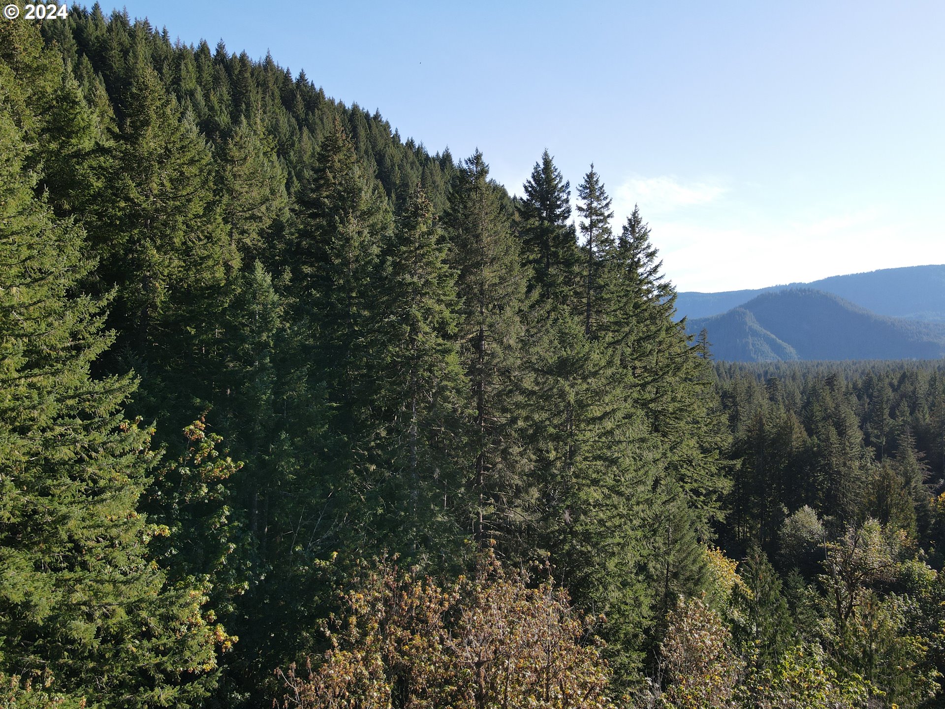 Cedar Creek Road Carson, WA 98610 - Photo 5 of 12 a view of a large yard with lots of bushes