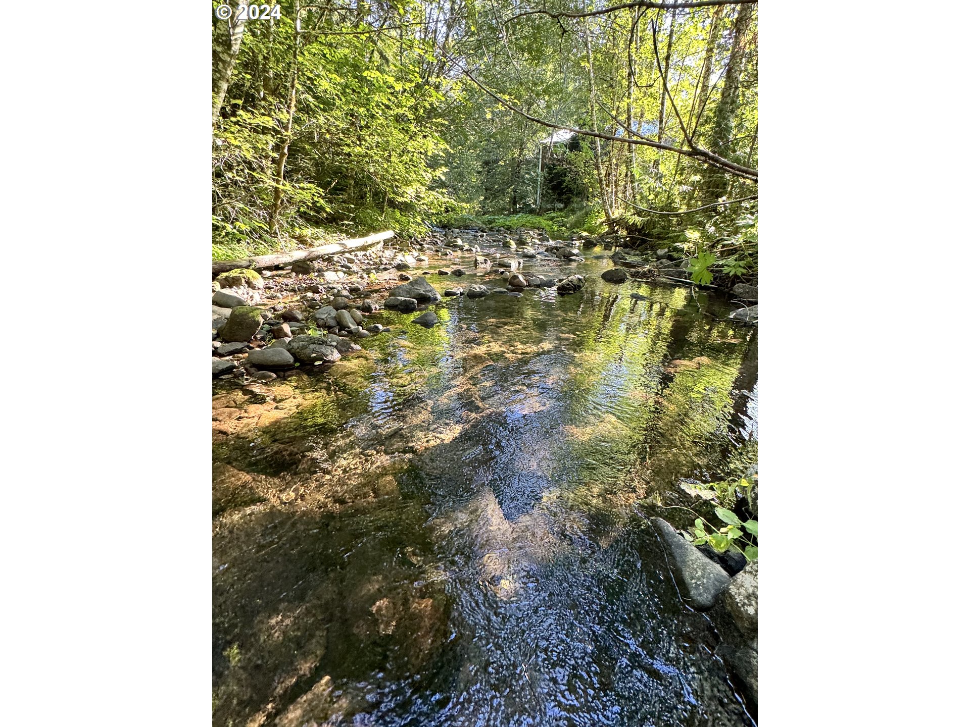 Cedar Creek Road Carson, WA 98610 - Photo 9 of 12 a close up of a tree