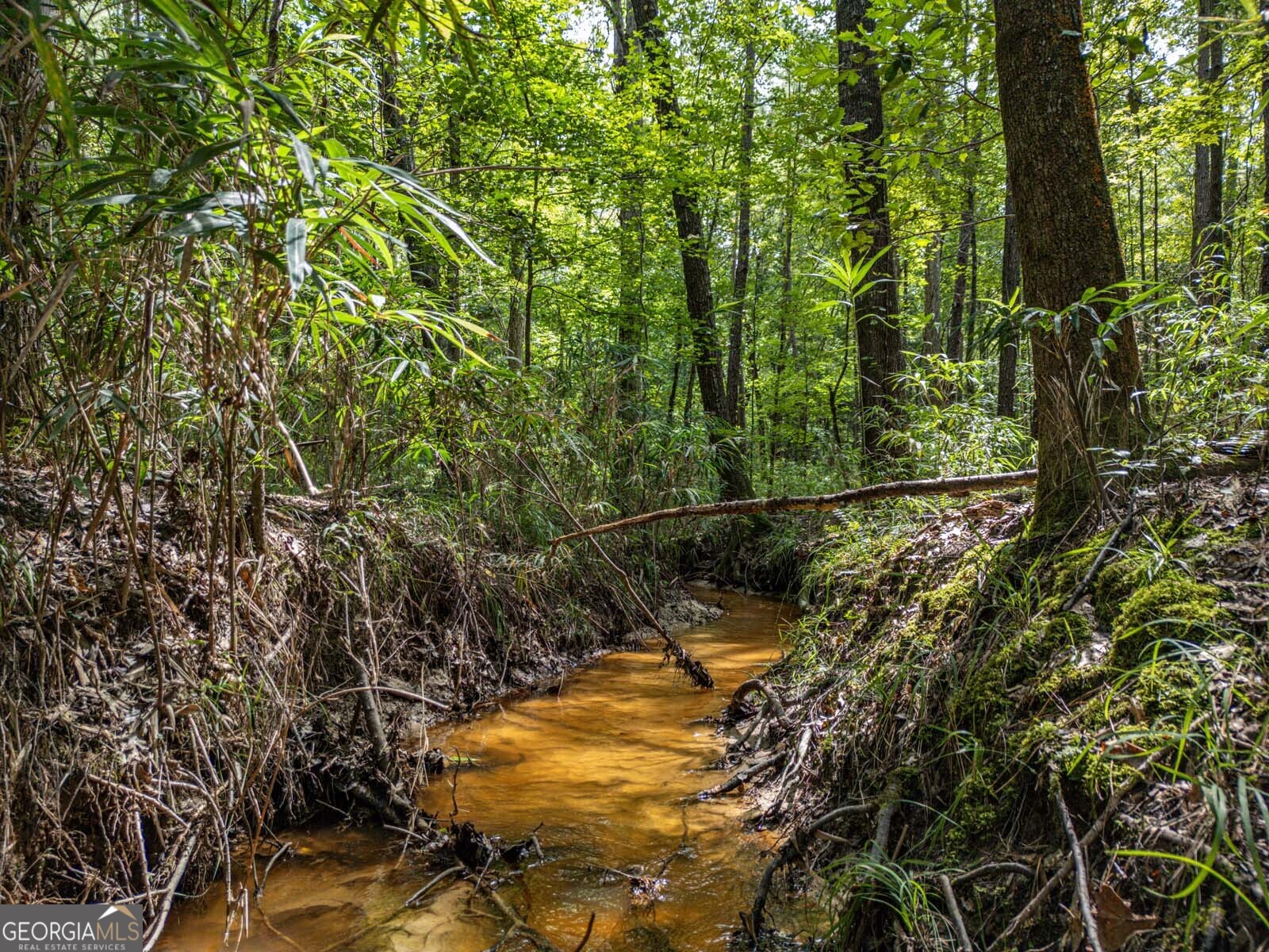 2 Balerma Church Road Sparta, GA 31087 - Photo 6 of 16 a view of a yard