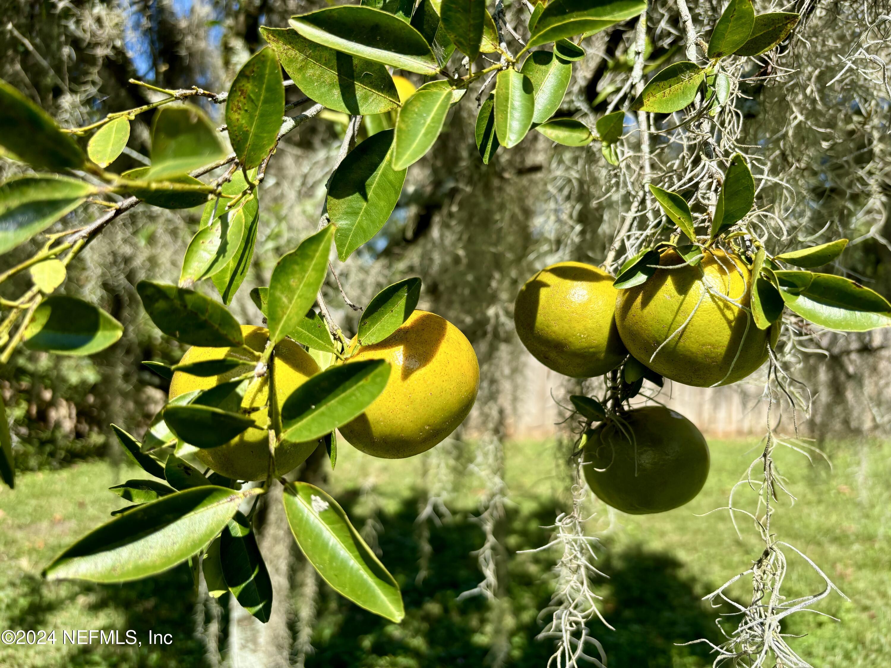 33 River Road Orange Park, FL 32073 - Photo 60 of 81 a view of a swimming pool