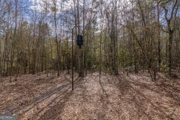 a view of a forest with trees in the background