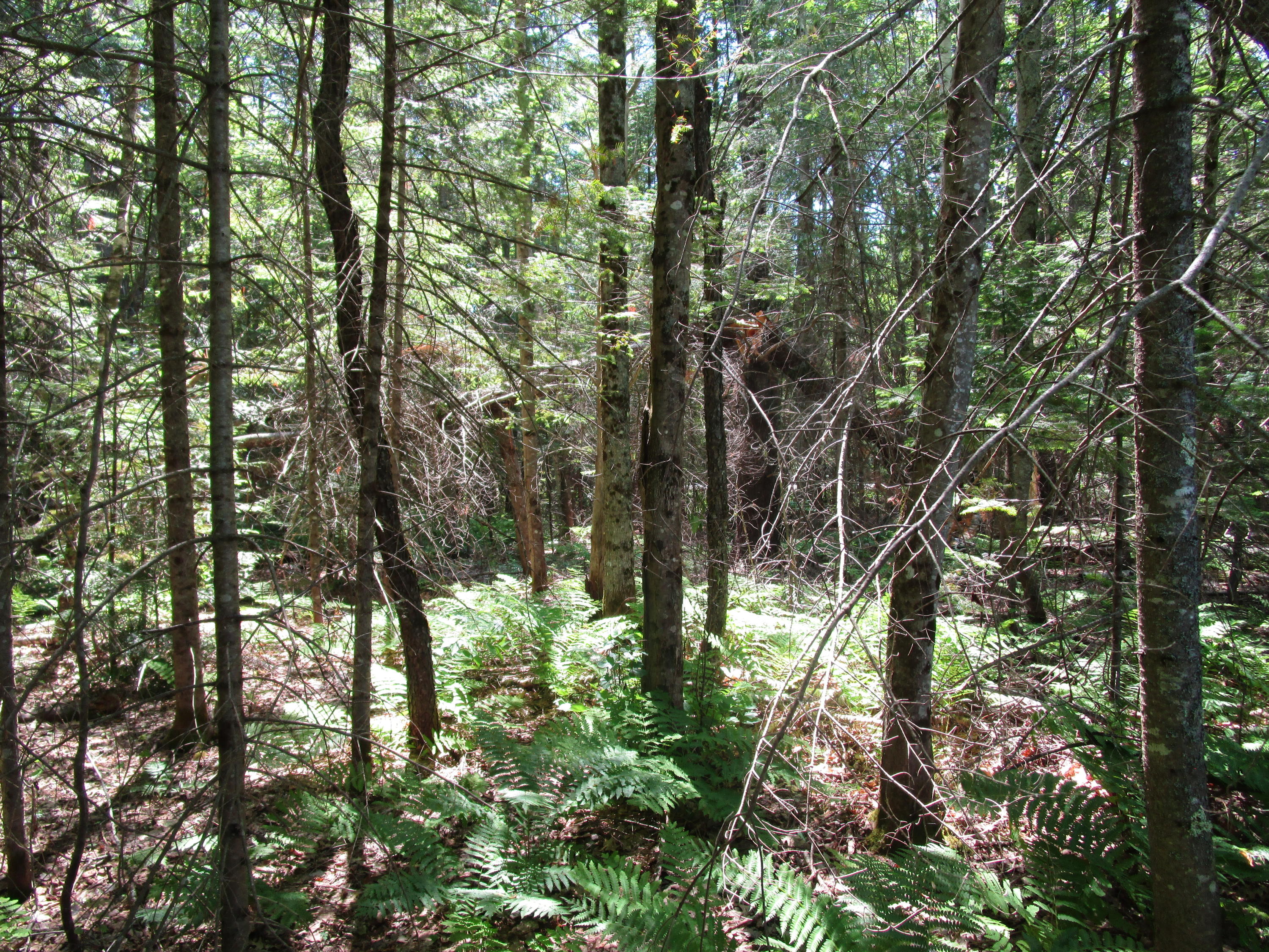0 Edinburg Road Howland, ME 04448 - Photo 7 of 8 IMG_0837