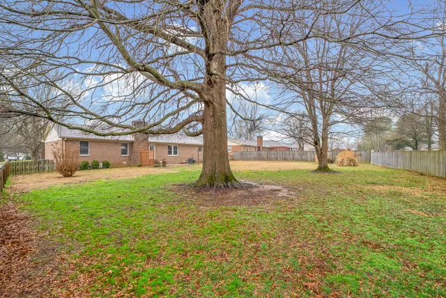 a view of a yard with plants and a tree